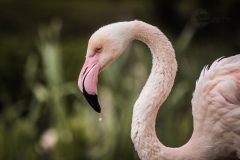 Isabel van Veen Fotografie-Portfolio-Natuurfotografie-natuur-flamingo-dierentuin (2)