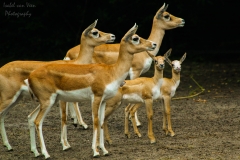 IsabelvanVeen-Portfolio-Natuur-mhorrgazelle-gazelle (41)