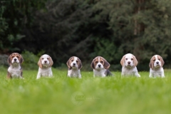 0A2A2292-IsabelvanVeen-12092023-NestshootDogtalkBeagles-SocialMedia